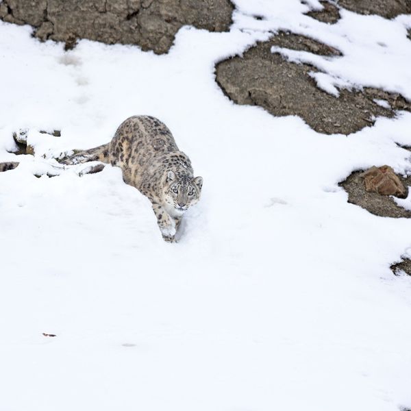 Voyage en Inde, Ladakh : Panthère des neiges dans les montagnes