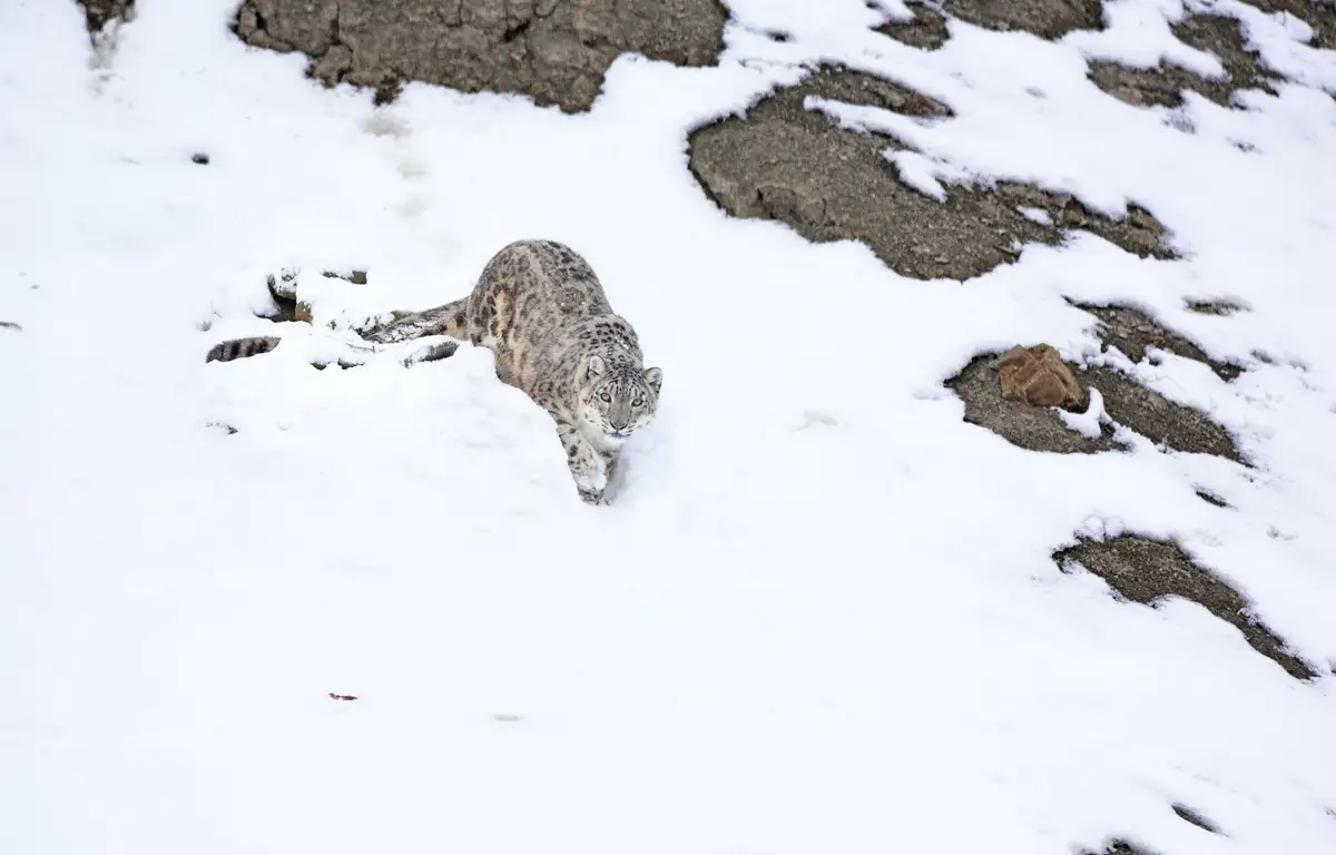Voyage en Inde, Ladakh : Panthère des neiges dans les montagnes
