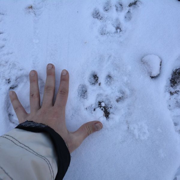 Voyage en Inde, Ladakh : Empreintes de pattes de léopard dans la neige