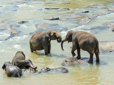 Tieren, denen Sie während Ihrer Reise auf Sri Lanka begegnen werden