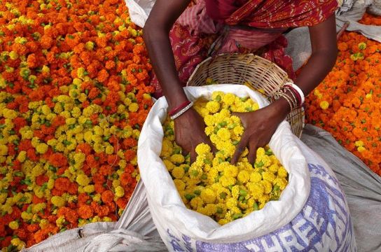 bruno-maltor-decouverte-inde