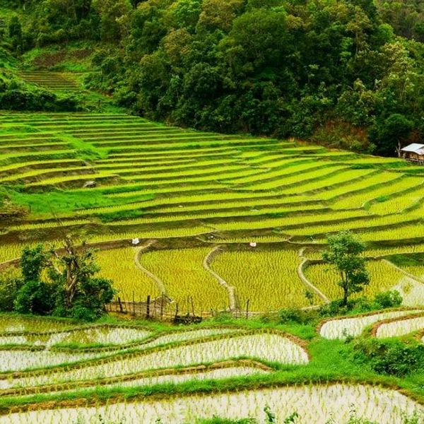bangkok-femmes-girafes