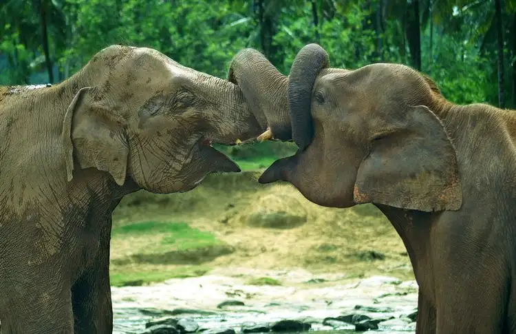 the-sri-lankan-peninsulas-from-kalpitiya-to-jaffna