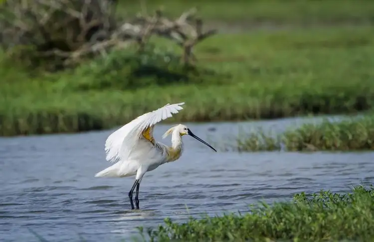 ceylon-nature-and-wildlife