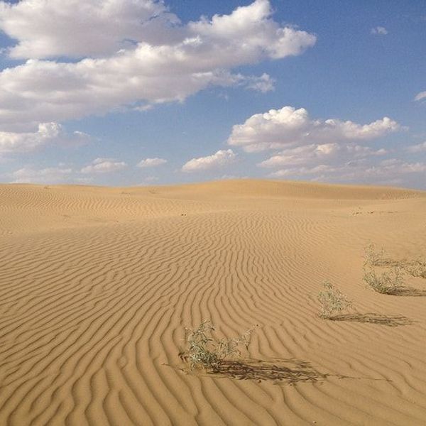 decouverte-du-shekhawati-cheval