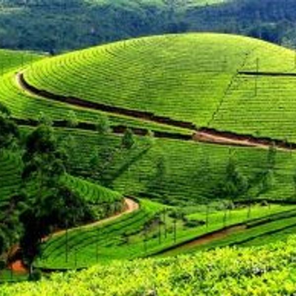 romantic-gateway-sri-lanka-nature