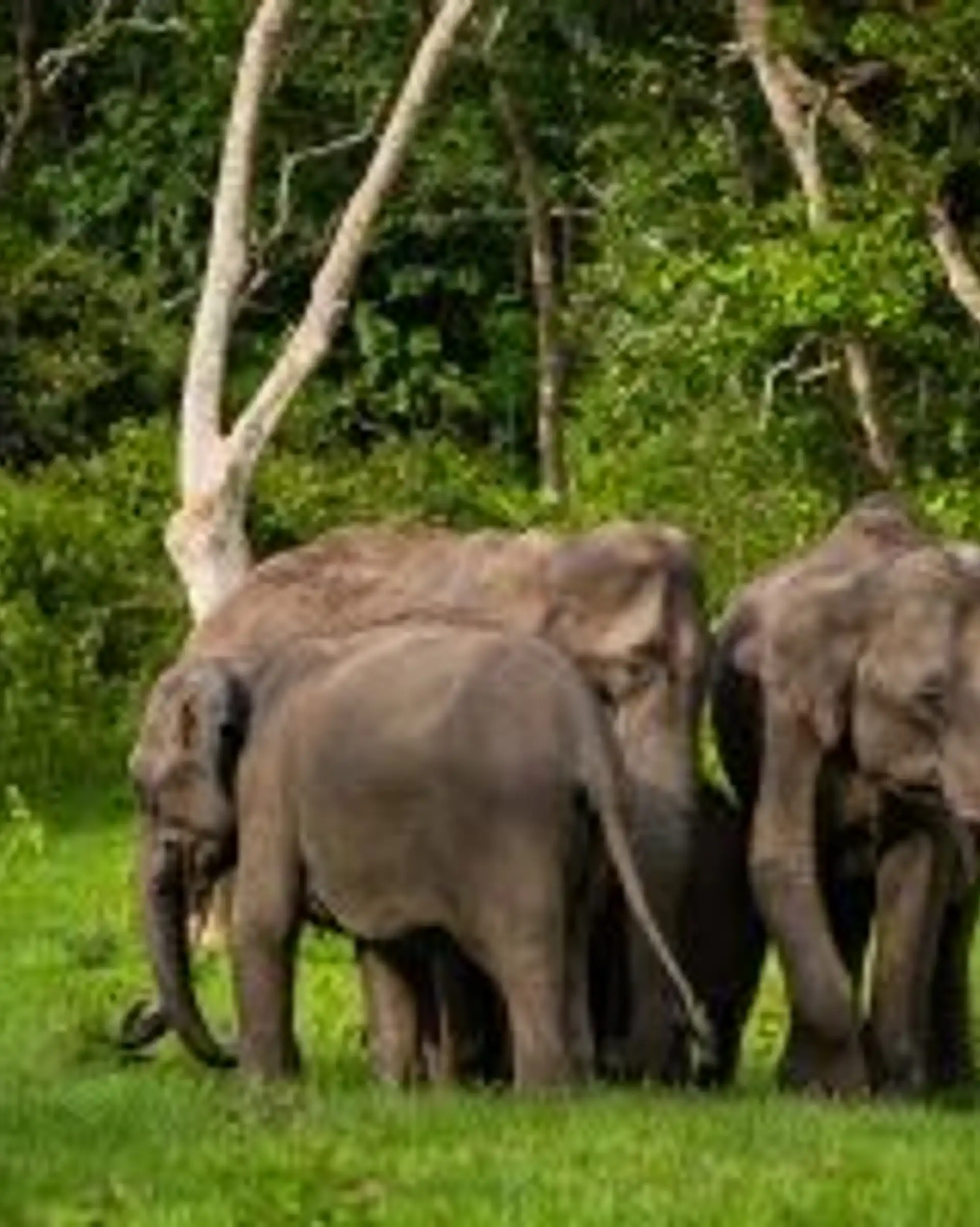 wildlife-coffee-karnataka