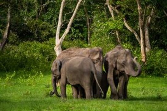 wildlife-coffee-karnataka