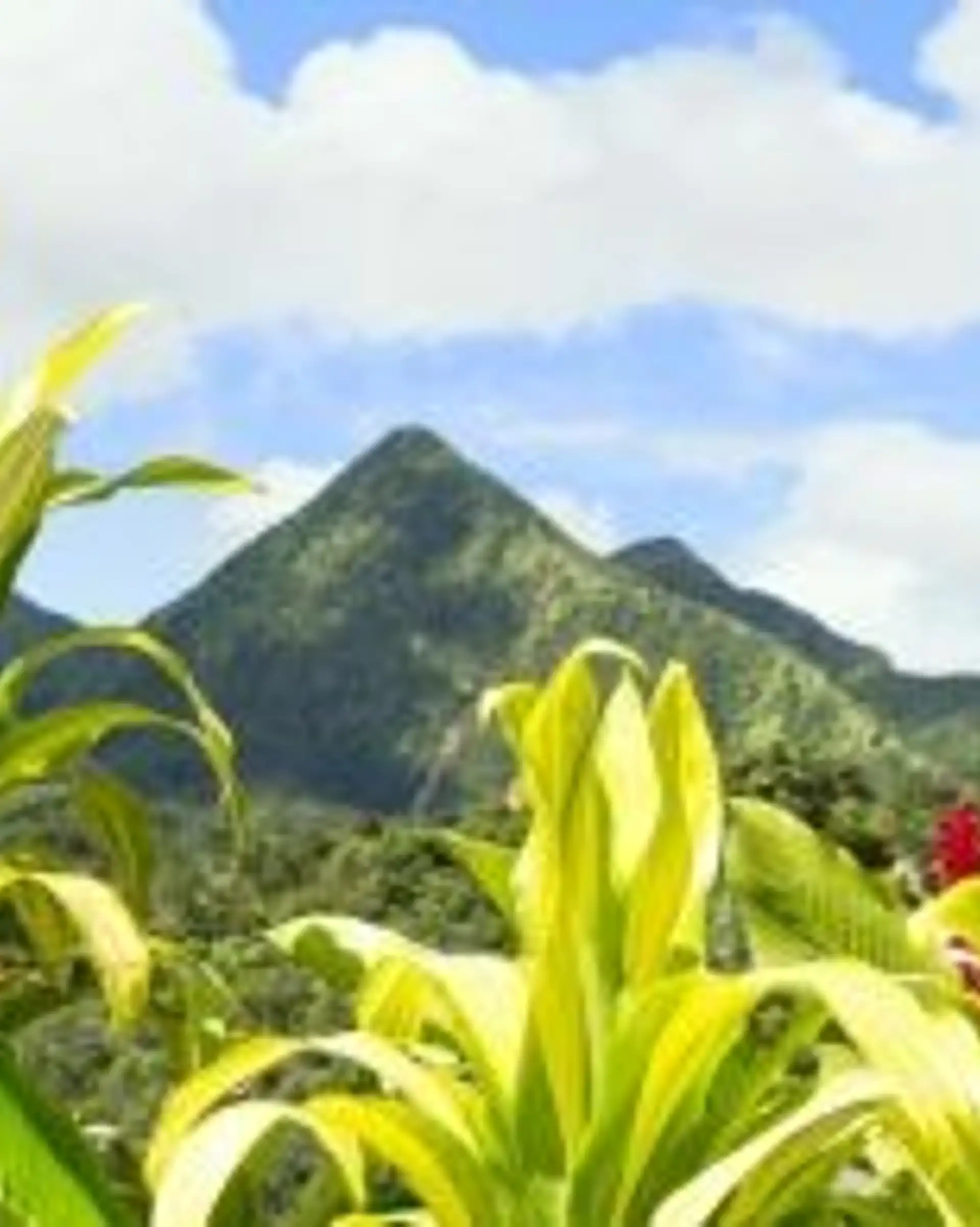 martinique-sur-la-route-du-rhum