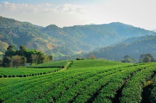 essentiels-laos