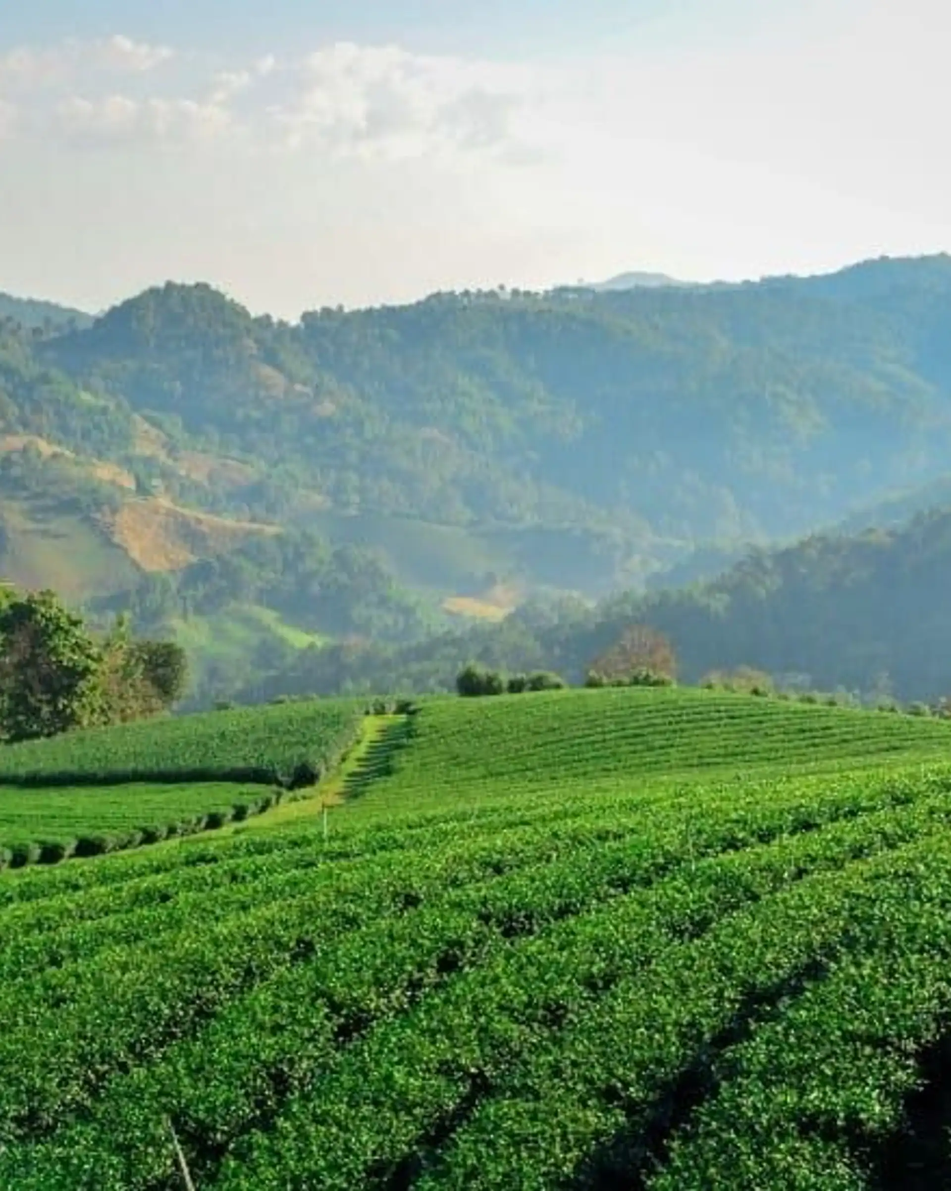 essentiels-laos