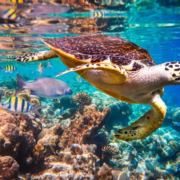 croisiere-raja-ampat