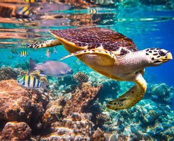 croisiere-raja-ampat