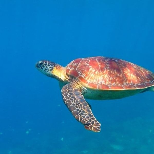 tropical-escape-to-palawan