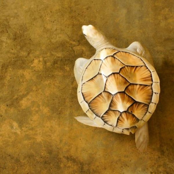 inde-du-sud-au-sri-lanka