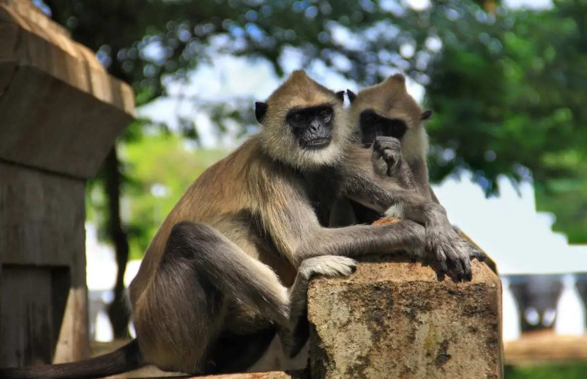 ceylon-nature-and-wildlife