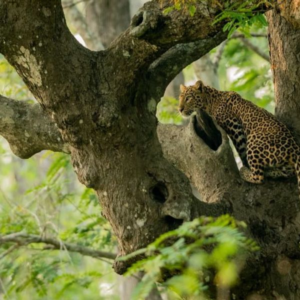 tribus-arunachal-brahmapoutre