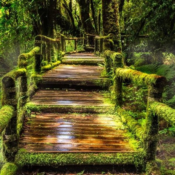 bangkok-femmes-girafes