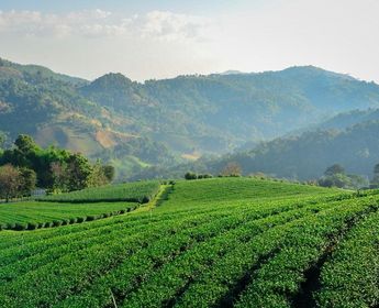 bangkok-femmes-girafes