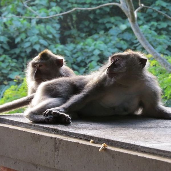 rice-fields-of-bali-to-komodo-dragons