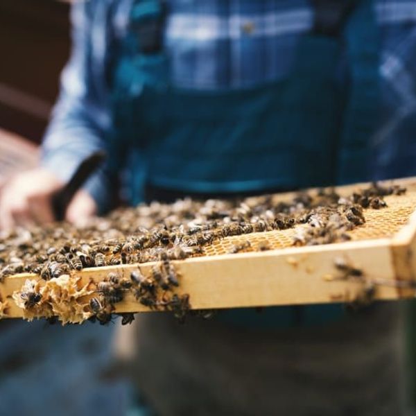 gastronomie-partage-armenie