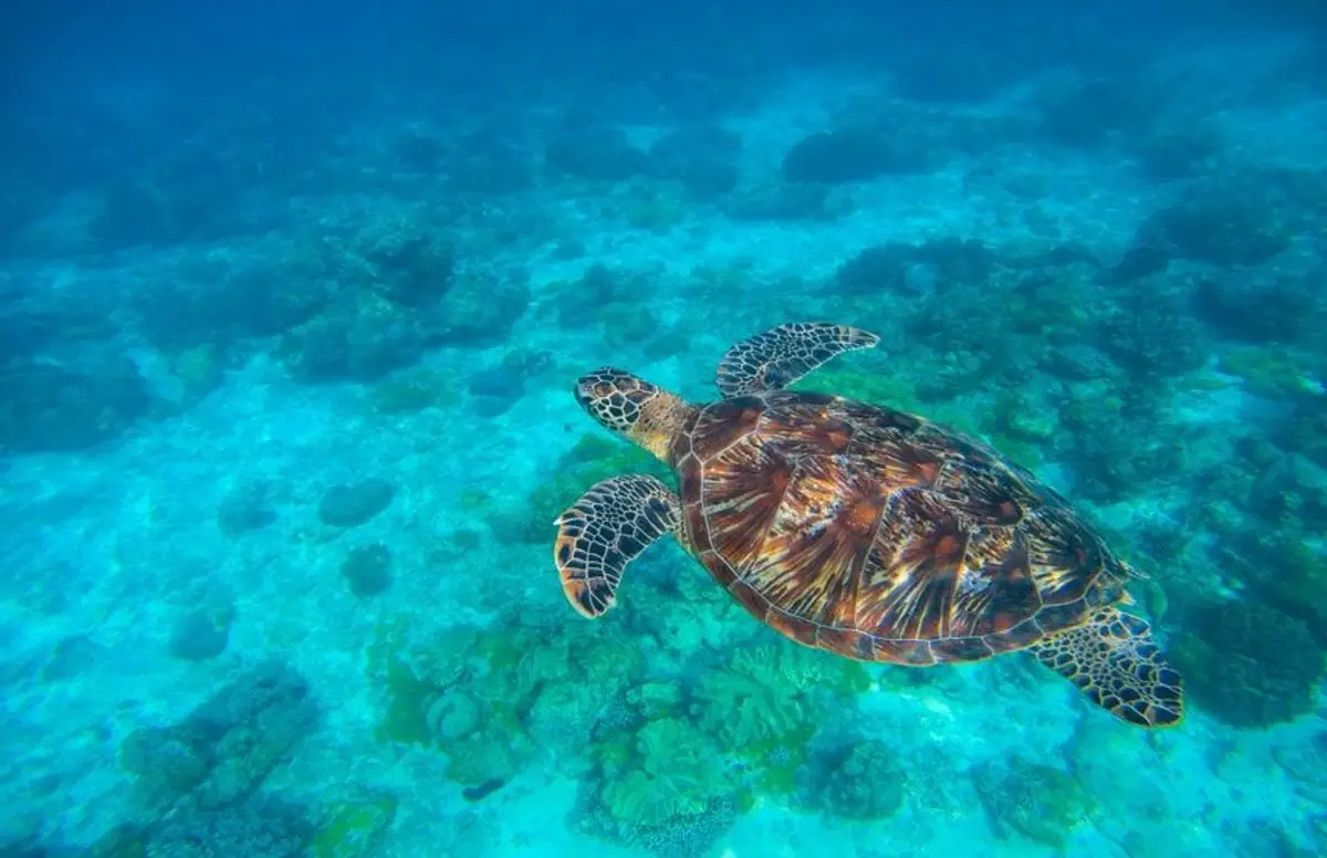break-in-the-visayas-and-palawan-archipelago