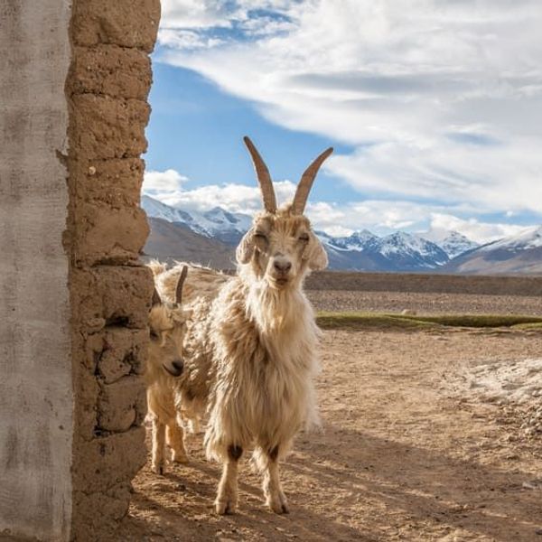 sur-les-sentiers-pamir