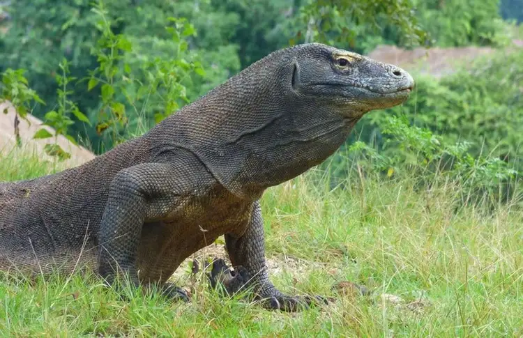 rice-fields-of-bali-to-komodo-dragons