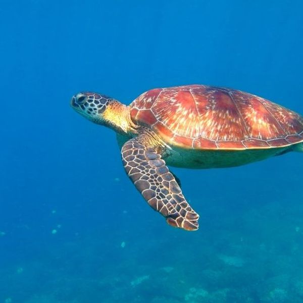 echappee-romantique-philippines