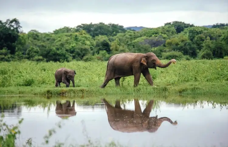 sri-lanka-dans-tous-ses-etats