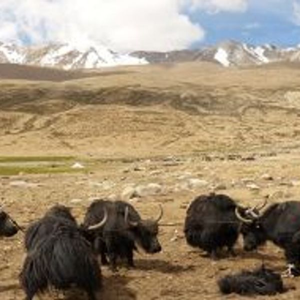 great-crossing-zanskar