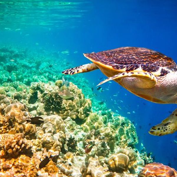 ceylon-the-children-s-island