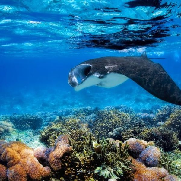 croisiere-raja-ampat