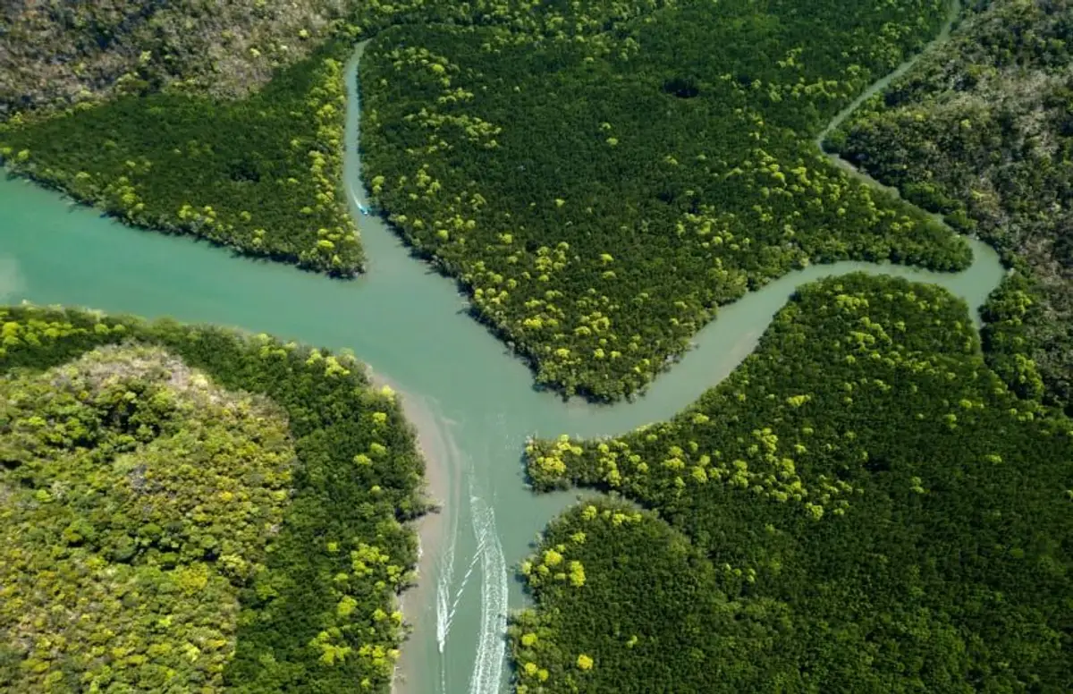 Vue aérienne en plongée d'une rivière sinueuse aux eaux vert émeraude traversant une forêt de mangrove et une jungle tropicale dense à l'île de Langkawi en Malaisie.