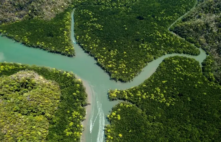 Vue aérienne en plongée d'une rivière sinueuse aux eaux vert émeraude traversant une forêt de mangrove et une jungle tropicale dense à l'île de Langkawi en Malaisie.