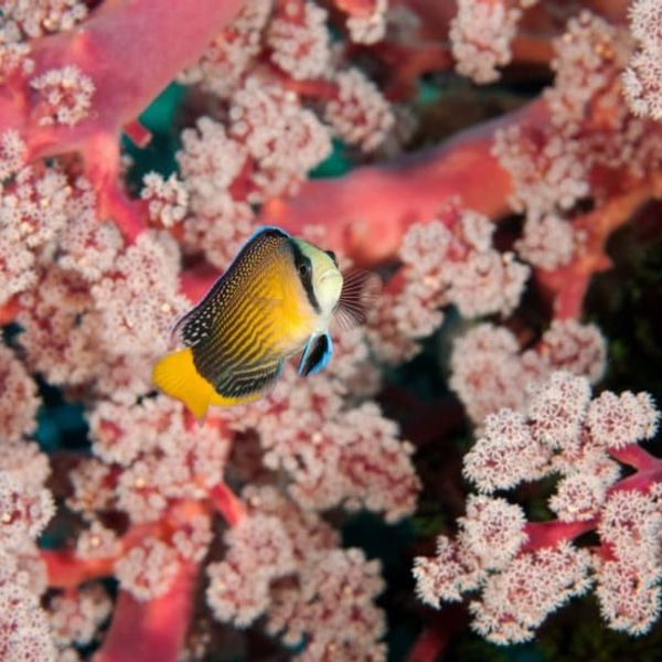 croisiere-raja-ampat