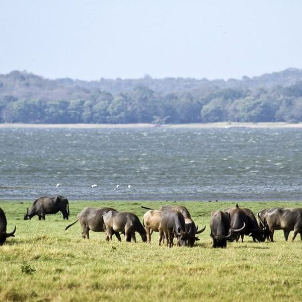 tribus-arunachal-brahmapoutre