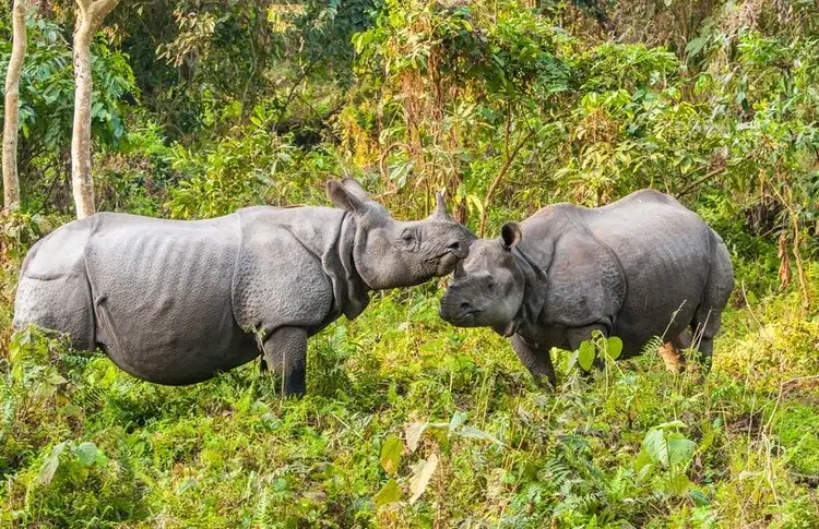 tribus-arunachal-brahmapoutre