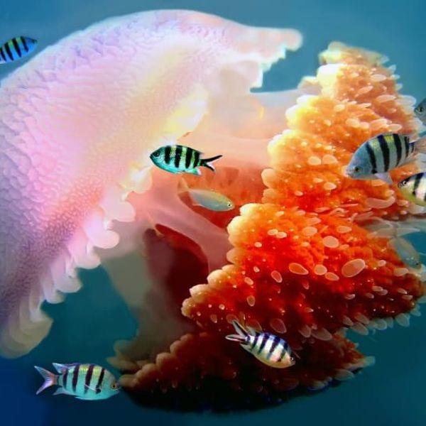 croisiere-archipel-mergui