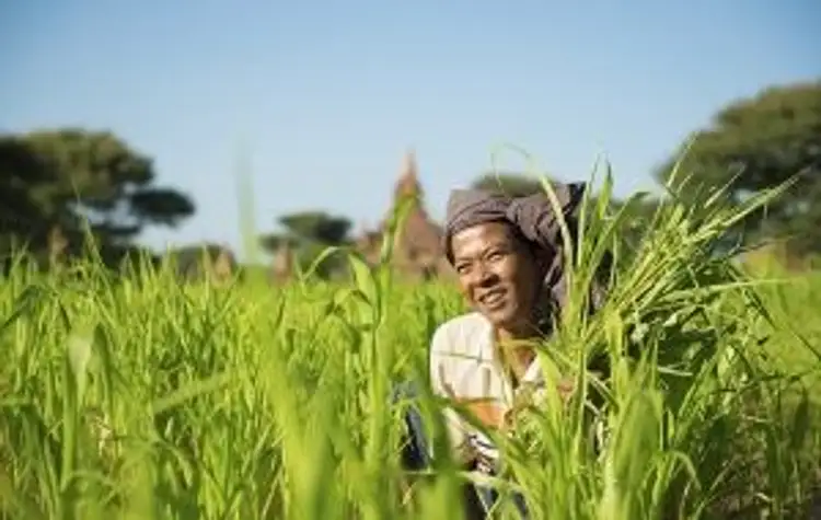 Une femme locale souriante travaillant dans les champs de riz au bord du lac Inle lors d'un voyage en Birmanie.
