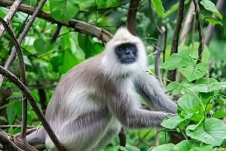 wildlife-coffee-karnataka