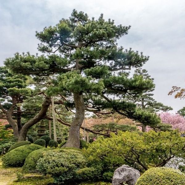 cultural-heart-of-japan