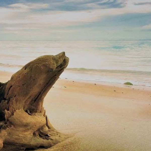 safari-vie-sauvage-borneo