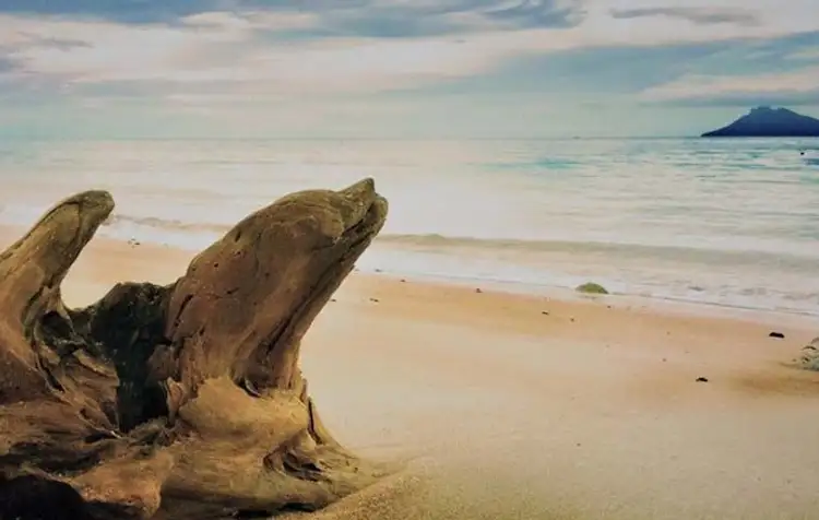 safari-vie-sauvage-borneo