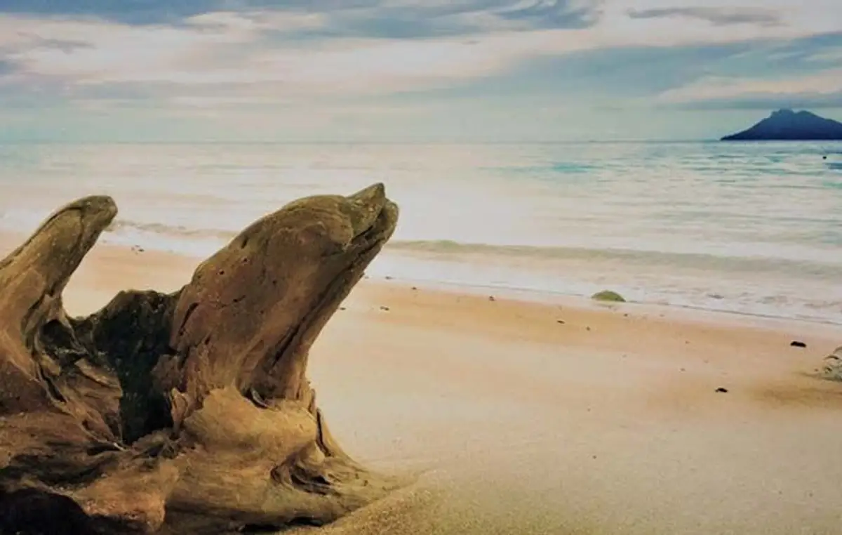 safari-vie-sauvage-borneo