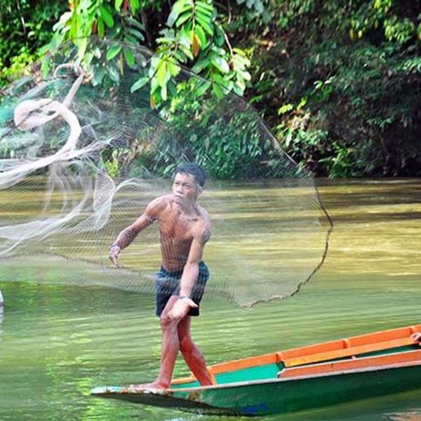 safari-vie-sauvage-borneo