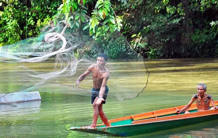 safari-vie-sauvage-borneo