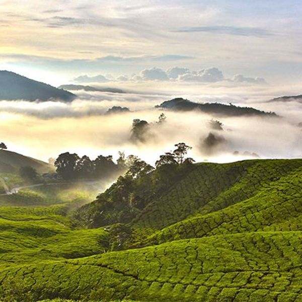 immersion-culturelle-malaisie