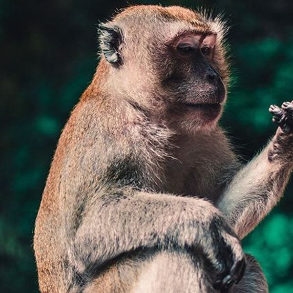 tandem-chic-charme-malaisie