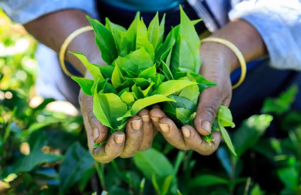 inde-du-sud-au-sri-lanka